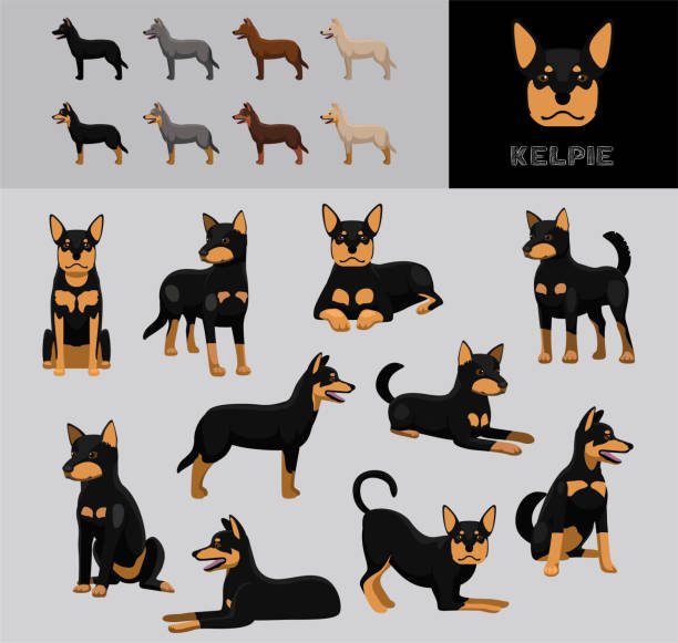 ilustrações de stock, clip art, desenhos animados e ícones de dog kelpie cartoon vector illustration color variation set - mixed breed dog illustrations