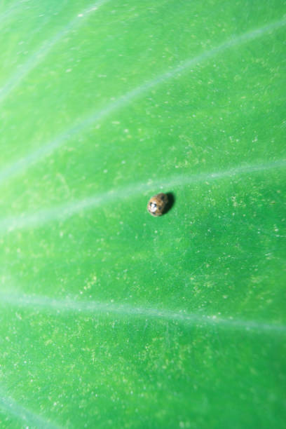 istock Insect Dusty ladybug beetle on large huge green leaf 1586801424