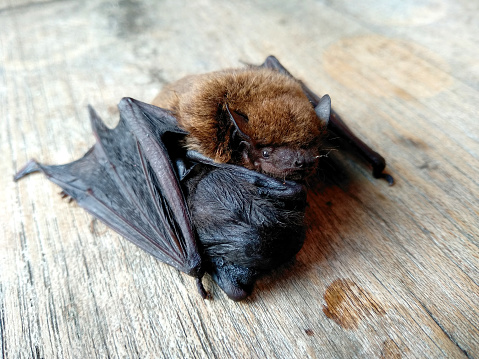 A small bat / baby bat on wood with mother or The little bat with the mother. mother of bat that cannot fly