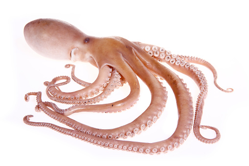 Octopus on a white background，Close shot