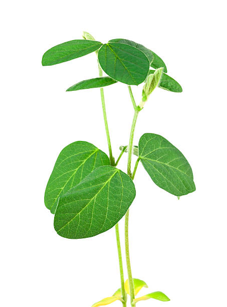 Soy plant stock photo