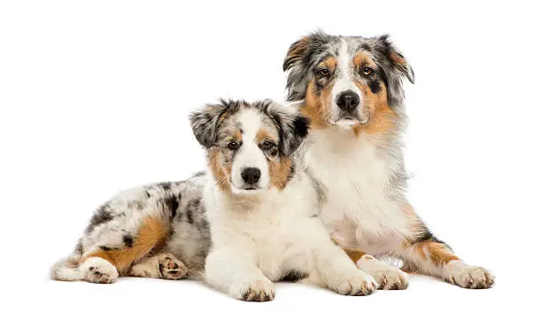 Australian Shepherd puppy, 3 months old, lying next to its mother against white background