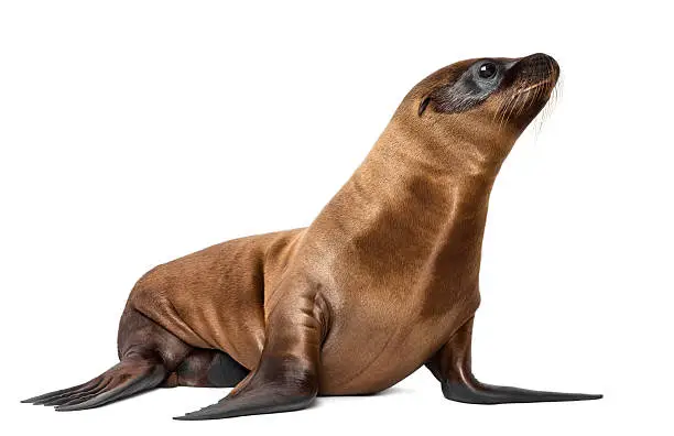 Young California Sea Lion, Zalophus californianus, 3 months old against white background