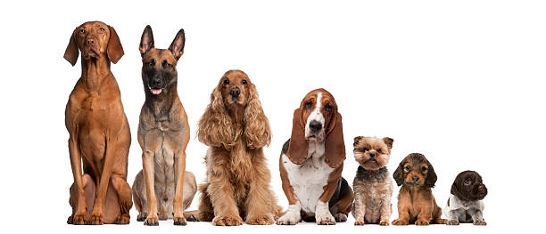 brun groupe de chiens assis, des plus grandes aux plus petites - chien de race photos et images de collection