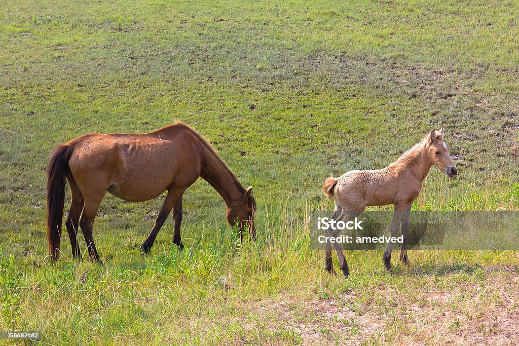 Dzikie konie z Wyspa Assateague - Zbiór zdjęć royalty-free (Bezpańskie zwierzę)