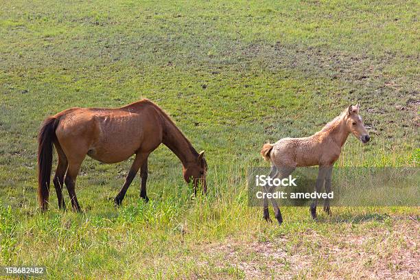 Dzikie Konie Z Wyspa Assateague - zdjęcia stockowe i więcej obrazów Bezpańskie zwierzę - Bezpańskie zwierzę, Brązowy, Dwa zwierzęta