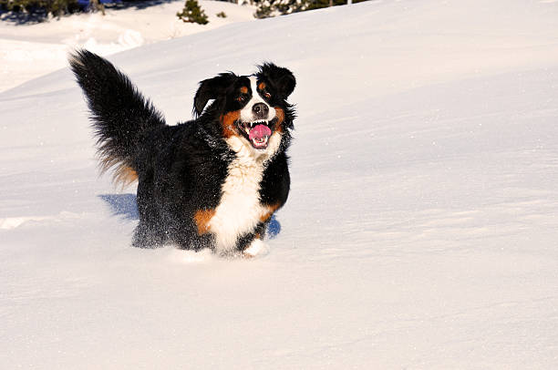 istock dog running throug the snow 158682766