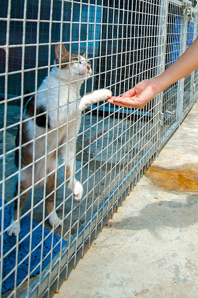 istock Friendly animal shelter cat 158682834