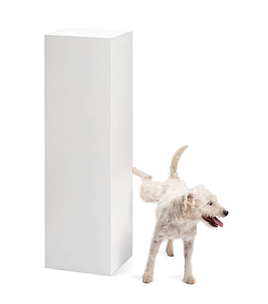 Parson Russell terrier urinating on a pedestal Parson Russell terrier urinating on a pedestal against white background urinating stock pictures, royalty-free photos & images