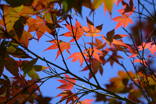 Detail of vivid red and green leaves of ornamental maple tree japanese garden