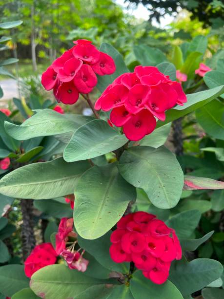 istock Red flower in the garden 1586830827