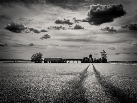 Black and white image of a wooden barn on a field in the Eifel region near Euskirchen in Germany