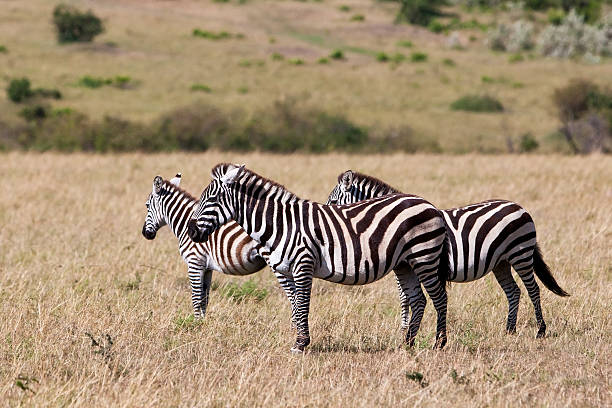 istock Zebras in the Maasai Mara, Kenya 158683367