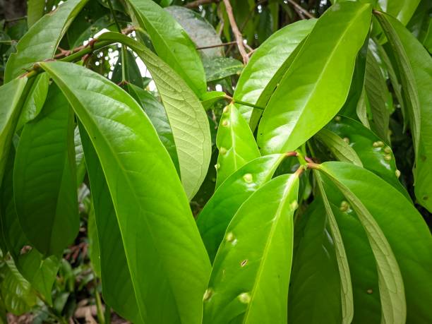 istock green leaves of the total guava tree 1586864264