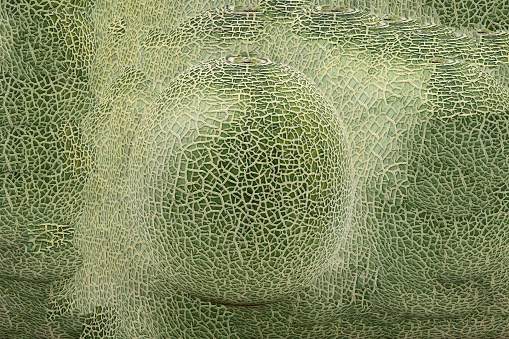 melon image(Close-up shot of delicious melon. collage background)