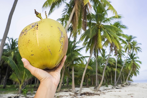 Someone hand hold young coconut fruit at the beach. Concept for life, food, holiday, vacation, go green, healthy food, whole natural food, drinks.