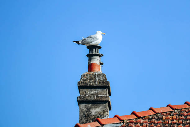 istock A seagull sits on a chimney, next to a red tiled roof 1586906617