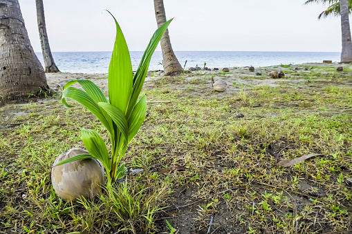 Coconut fruit that has sprouted or coconut tree buds on the beach. Concept for life, afforestation, replanting, earth day, international forest day, Indonesian scout logo, environment, ecology.