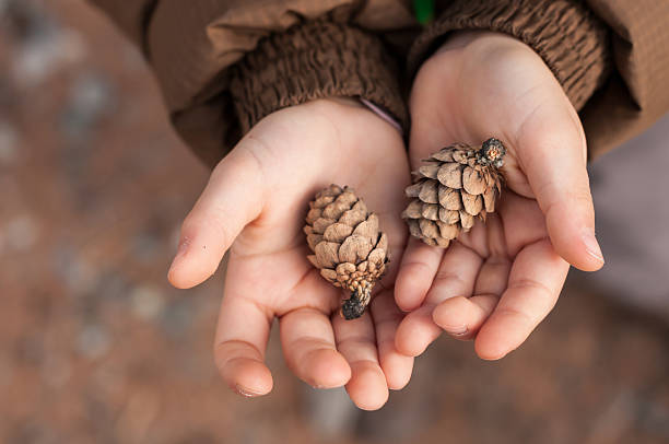 Hands of a Child Give Pine cones
