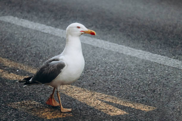 A seagull walks along the pavement in Nice, France
