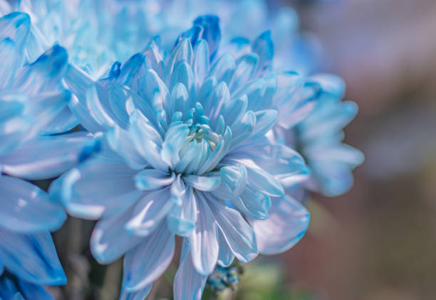 istock Close-up of a dyed chrysanthemum 1586918955