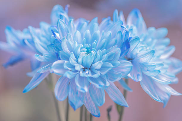 istock Close-up of a dyed chrysanthemum 1586918969