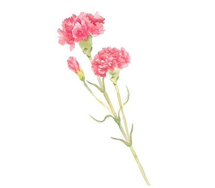 Bouquet of beautiful carnations painted by watercolor