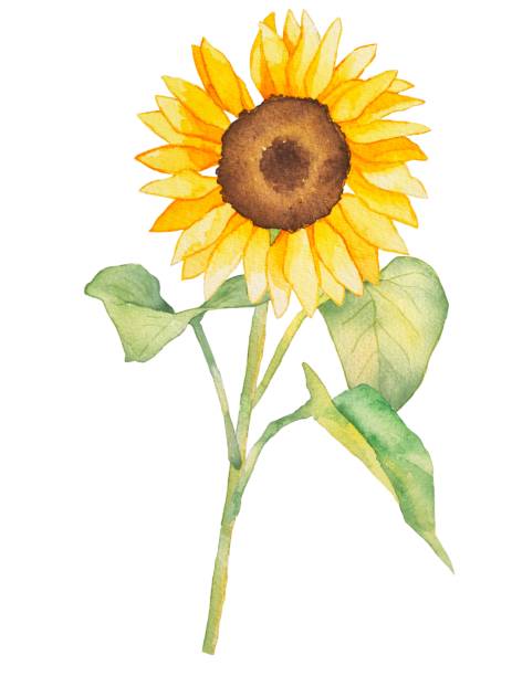 istock Beautiful sunflower flower painted by watercolor 1586920112