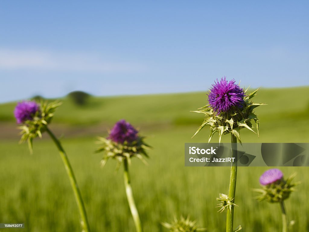 Flor de rosa com espinhos - Foto de stock de Bardana - Tubérculo royalty-free