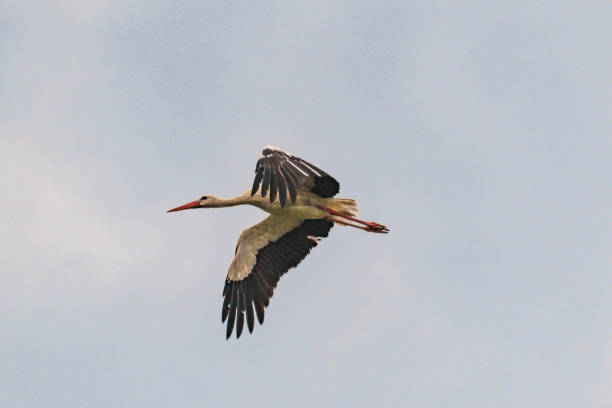 istock A stork flies in a stormy sky 1586921170
