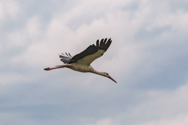 istock A stork flies in a stormy sky 1586921181