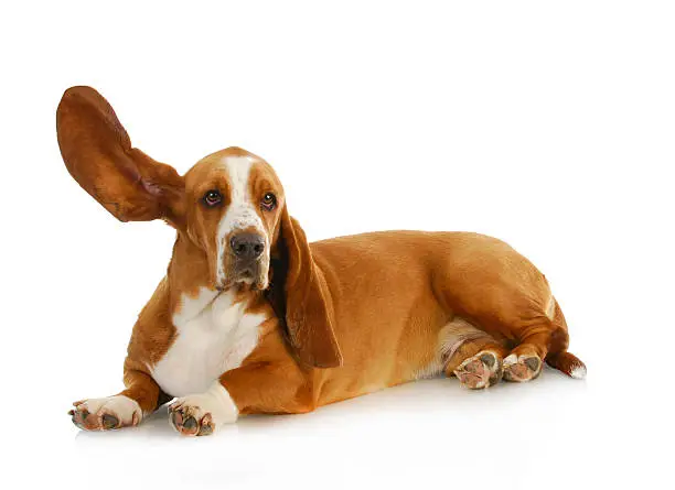 dog listening - basset hound with one ear up listening