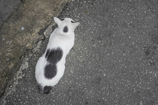 A black and white cat is sitting on a shady cement floor. The cat is lying on the edge of the asphalt road.