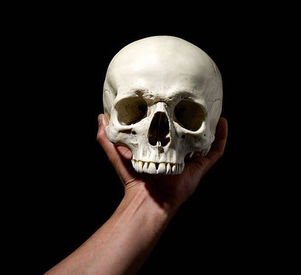 istock Anatomically correct medical model of the human skull 158692417
