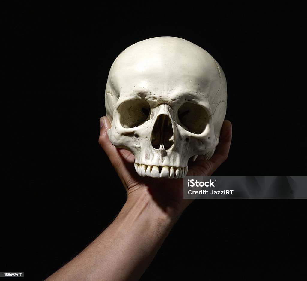 Anatomicamente correctas modelo médico do crânio humano - Royalty-free Adulto Foto de stock