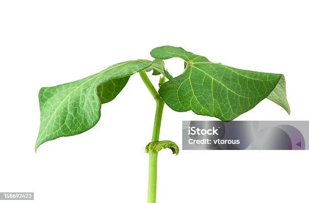 Pequeña Planta De Tomate Foto de stock y más banco de imágenes de Continuidad - Continuidad, Crecimiento, Flora