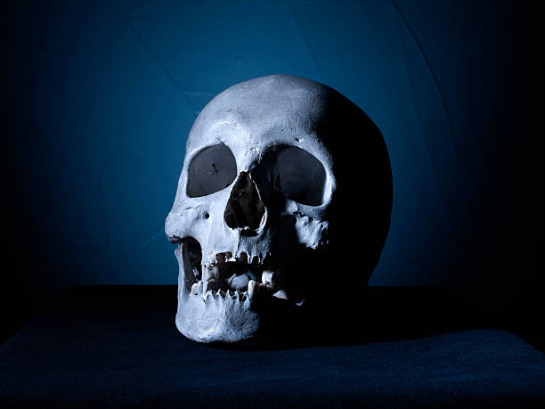 istock Anatomically correct medical model of the human skull 158692720