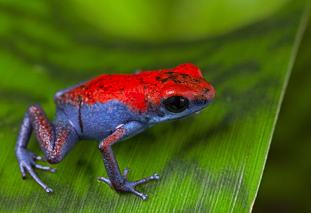 istock poison dart frog Escudo 158692732