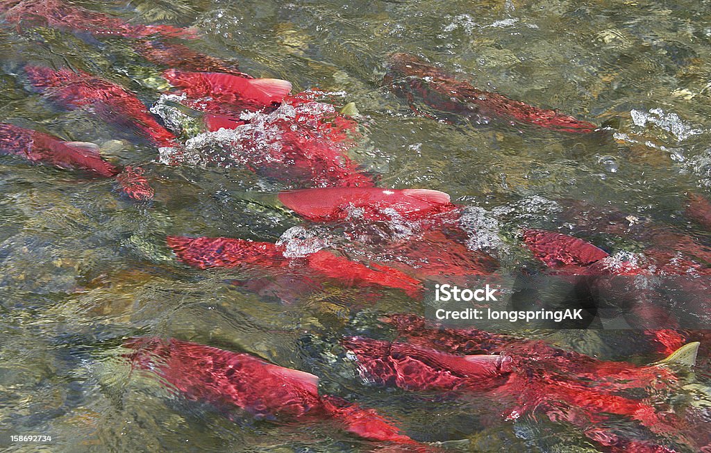 Alaska salmón rojo - Foto de stock de Alaska - Estado de los EE. UU. libre de derechos