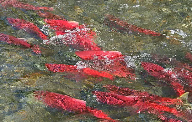 Alaska sockeye salmon splashing up stream.