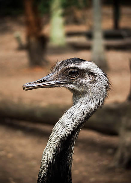 rhea em pose - shutterbug - fotografias e filmes do acervo