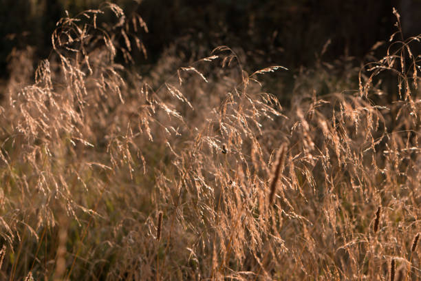 istock Dry yellow grass in the field in autumn 1586933112