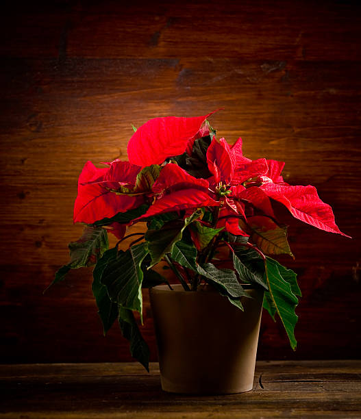 bico-de-papagaio - poinsettia christmas candle table imagens e fotografias de stock