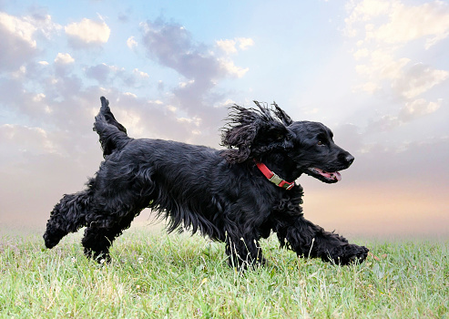 dog training  for obedience discipline with a cocker