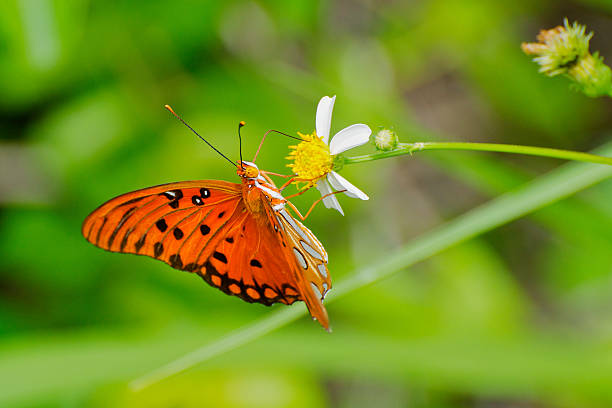 Gulf Fritillary on White Flower