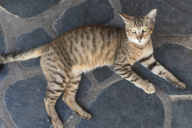 istock Stray cat stay on dark grey stone textured floor looking at the camera 1586940539