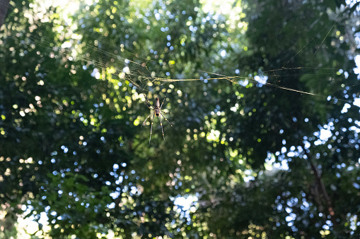 A huge orb weaver spider in a tropical rainforest.
