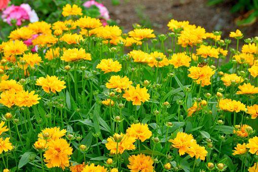 Half open orange flowers of spoon Chrysanthemums in October