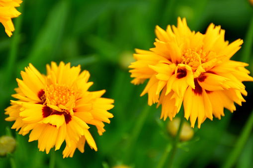 Coreopsis lanceolata, commonly called Lanceleaf coreopsis, is a perennial plant, which typically grows to 2' tall. Features solitary, yellow, daisy-like flowers (1-2\