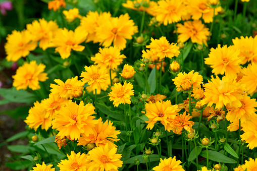 Coreopsis lanceolata, commonly called Lanceleaf coreopsis, is a perennial plant, which typically grows to 2' tall. Features solitary, yellow, daisy-like flowers (1-2\